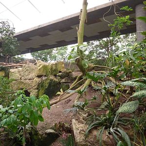 Jungle Building