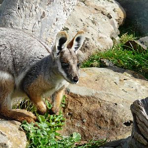 Yellow-footed rock-wallaby