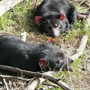 Sleeping devils