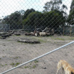 Dingo exhibit