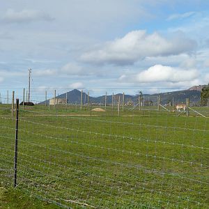 Hoofstock enclosures