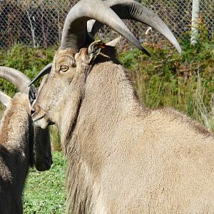 Barbary sheep