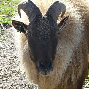 Himalayan tahr