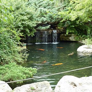 Children's Farms - Koi Pond