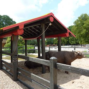 Children's Farms - Asian Farm