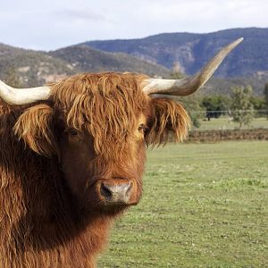 Highland cattle