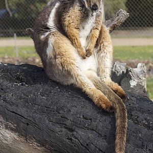 Yellow-footed rock-wallaby