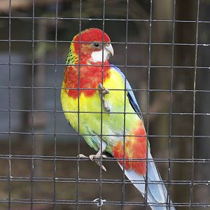 Eastern rosella