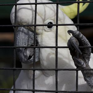 Sulphur-crested cockatoo