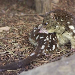 Spot-tailed quoll
