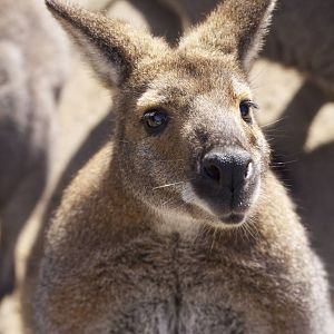 Red-necked wallaby