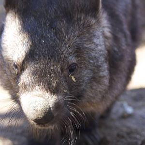 Common wombat