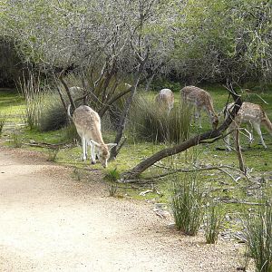 Free range fallow deer