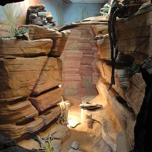 Desert Lizard Exhibit