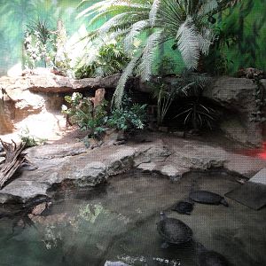 Turtle/Dwarf Caiman/Rhinoceros Iguana Exhibit