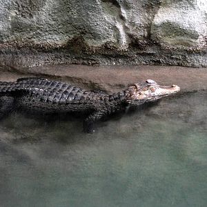 Dwarf Caiman