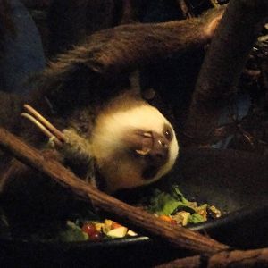 Hoffman's Two-toed Sloth Eating