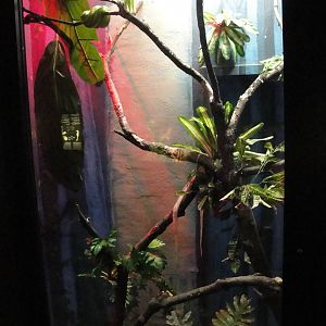 Green Tree Python Exhibit