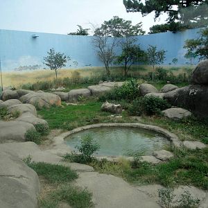 Lion Exhibit