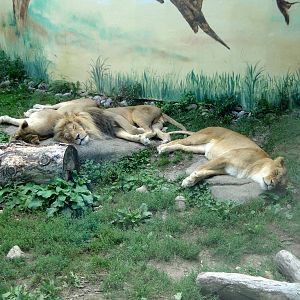 Sleepy Lions