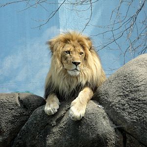 Male Lion
