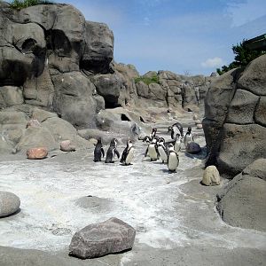 Penguin Coast Exhibit