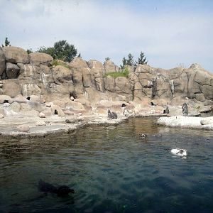 Penguin Coast Exhibit