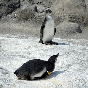 Juvenile Humbolt Penguins