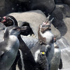 Humbolt Penguins