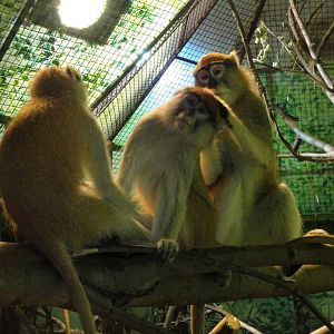 Patas Monkeys