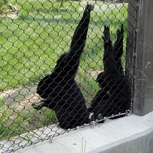 Primate Park - Siamangs