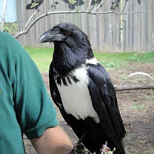 Bird Show - African Pied Crow