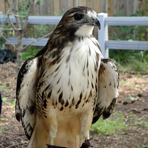 Bird Show - Red-tailed Hawk