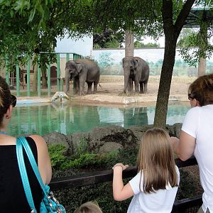 Current Elephant Exhibit