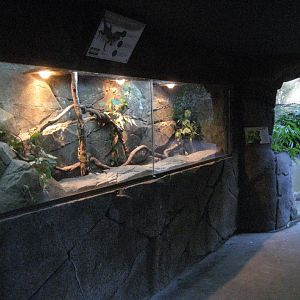 Angleheaded Dragon enclosure