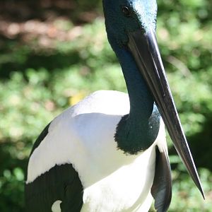 Black-necked Stork