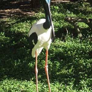 Black-necked Stork