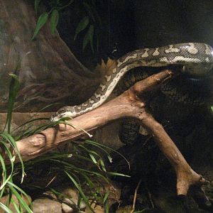Carpet Python