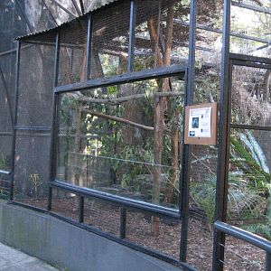 Channel-billed Cuckoo aviary