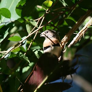 Chestnut-breasted Mannikin