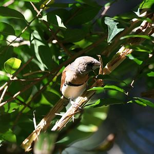 Chestnut-breasted Mannikin