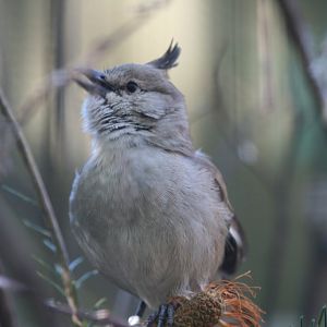 Chiming Wedgebill