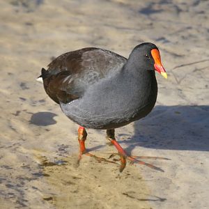 Dusky Moorhen