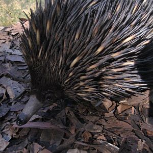 Echidna