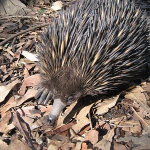 Echidna
