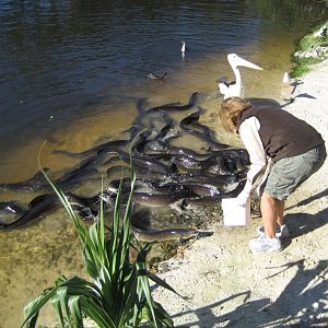 Eel feeding
