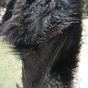 Emu
