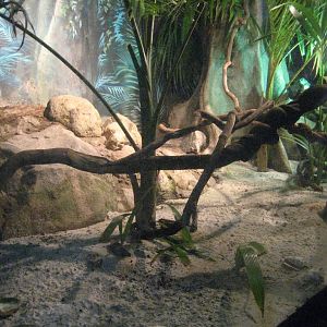 Fiji Crested Iguana Exhibit