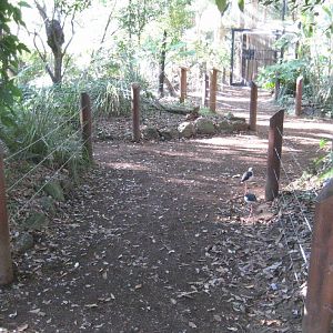 Forest Fringe Aviary interior