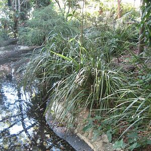 Forest Fringe Aviary interior